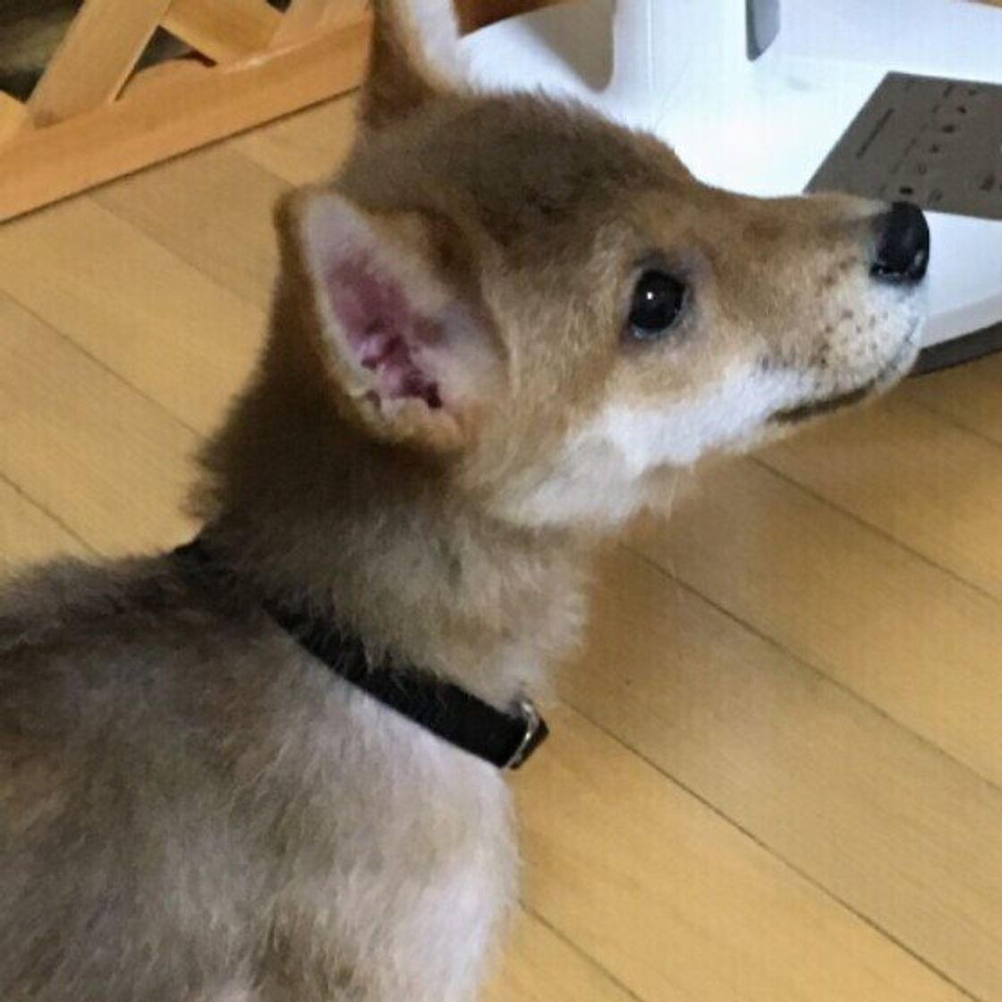 獣医師監修 犬の首輪 正しい選び方 つけ方とは ハーネスとの違いも いぬのきもちweb Magazine 獣医師監修 犬の首輪 正しい選び方 つけ方とは ハーネスとの違いも いぬのきもちweb Magazine