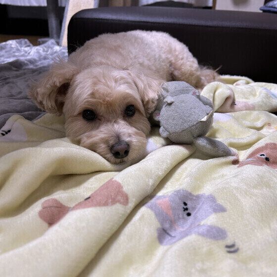 黄色いブランケットがお気に入りのもかくん