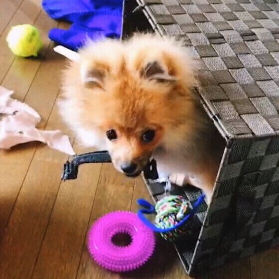  Pomme  ポメラニアン