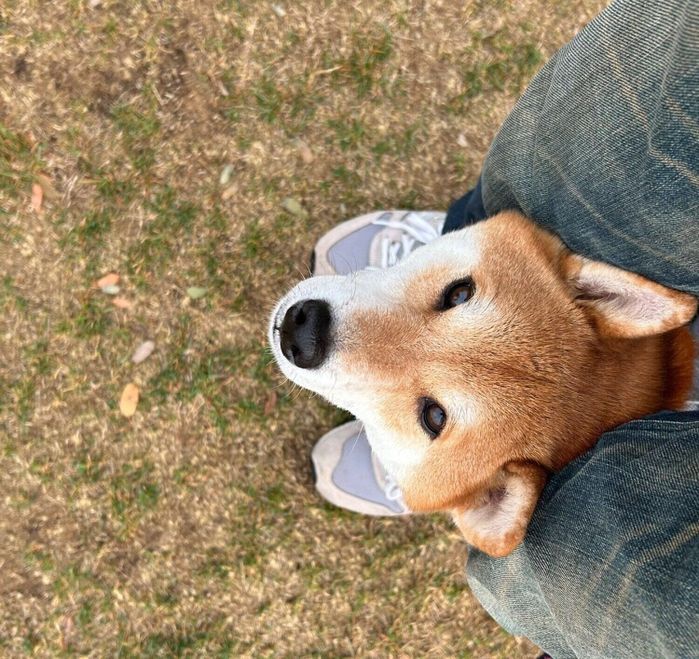 飼い主さんの足の間から顔を出すこむぎくん