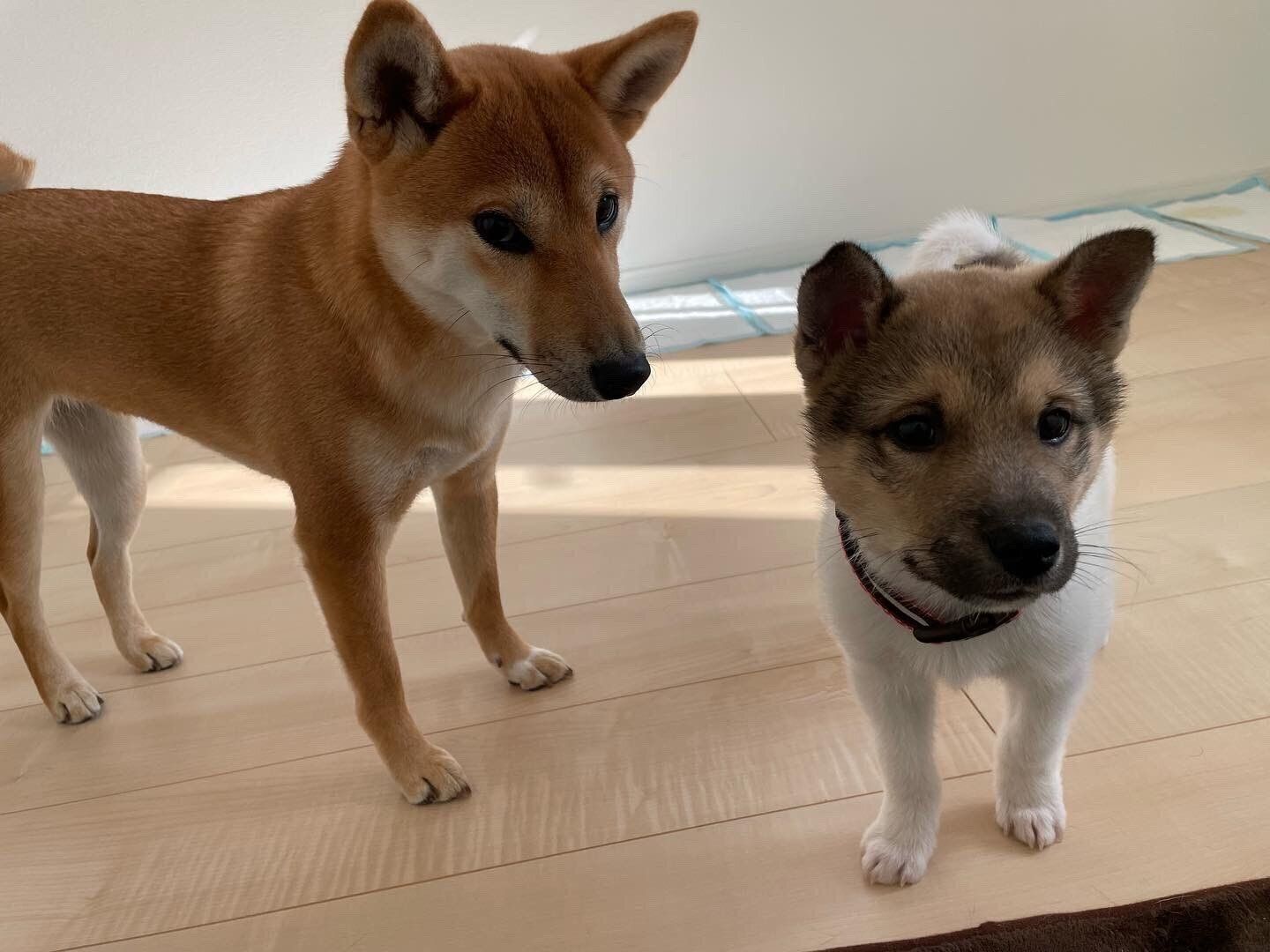 お迎え当時の福くんと、先住犬・こうめちゃん