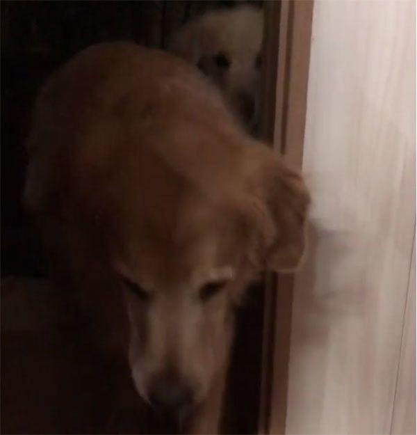 走るゴールデン・レトリーバー