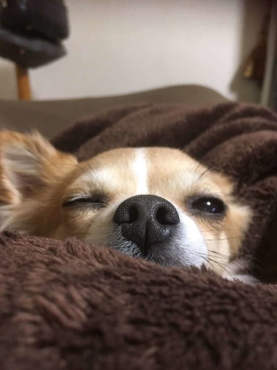 シニア世代が犬を飼う 不安もあるけどメリットたくさん いぬのきもちweb Magazine