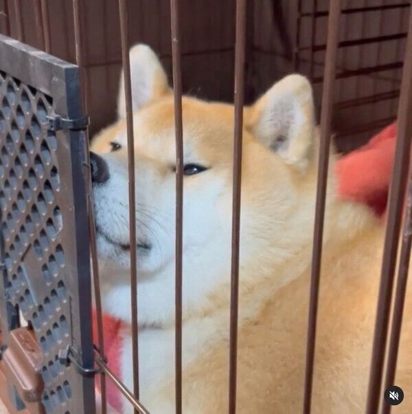 散歩待ちの福丸くん