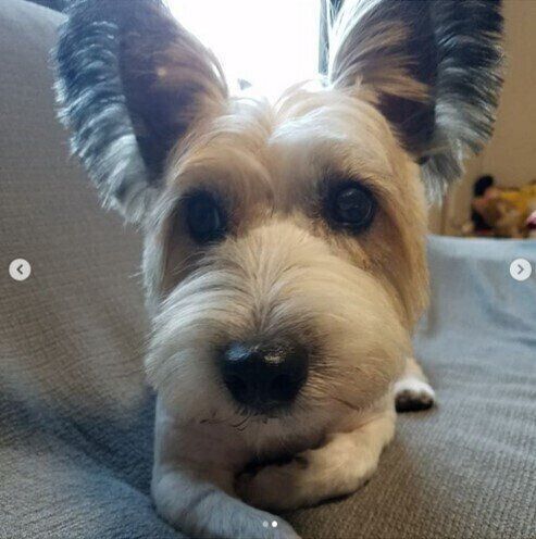 ジャック・ラッセル・テリア