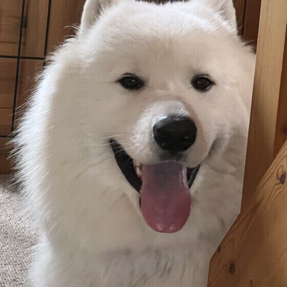 笑顔のサモエド いぬのきもちWEB MAGAZINE