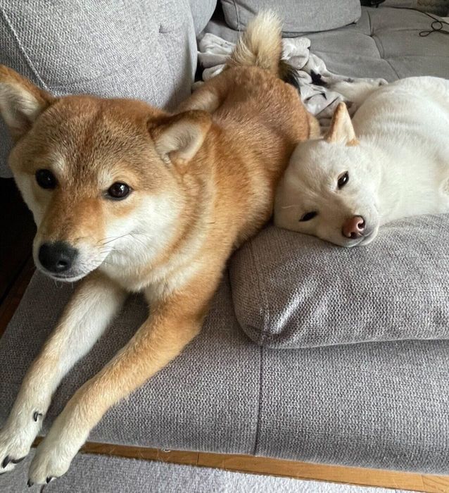 まったりするさくらちゃん、ももちゃん