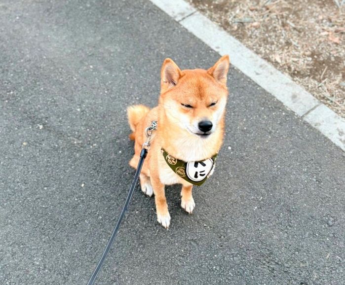 拒否柴中のべにまるくん