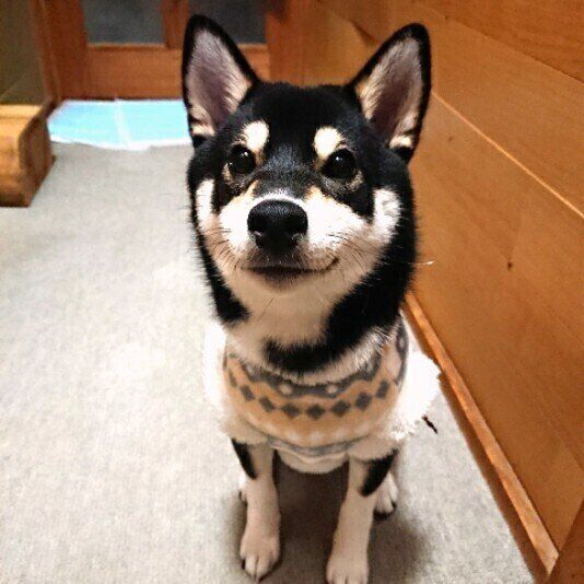 おやつを待つ柴犬