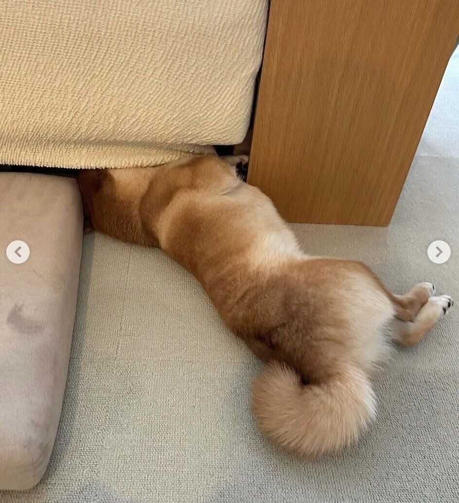 ソファの下に顔を突っ込むまるちゃん