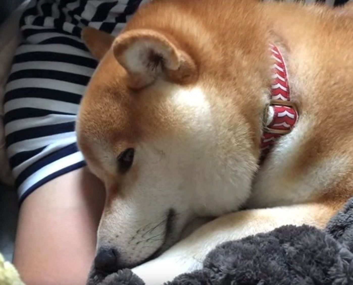 休日は大好きなパパさんを独り占め 至福の柴犬こてつくん いぬのきもちweb Magazine 休日は大好きなパパさんを独り占め 至福の柴犬こてつくん いぬのきもちweb Magazine