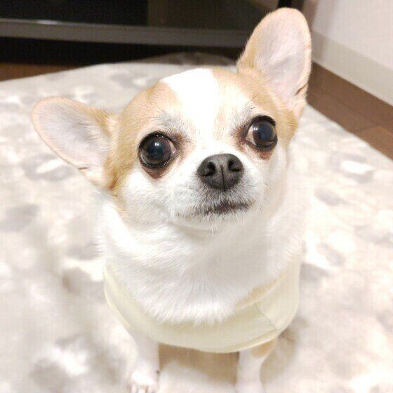 上目づかいで見上げるチワワ