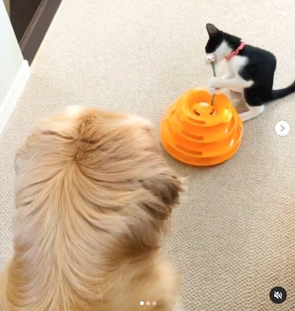 子猫のウメちゃんを見守るコメちゃん