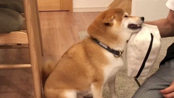 撫でてもらう柴犬
