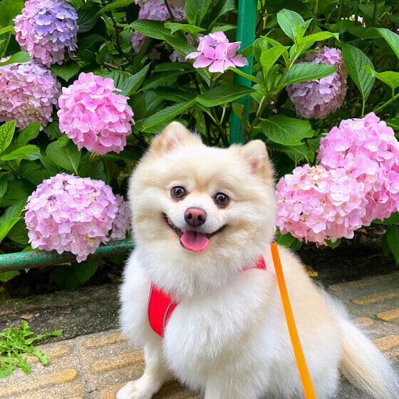 梅雨の頃に多くみられる犬の病気3つ いぬのきもち