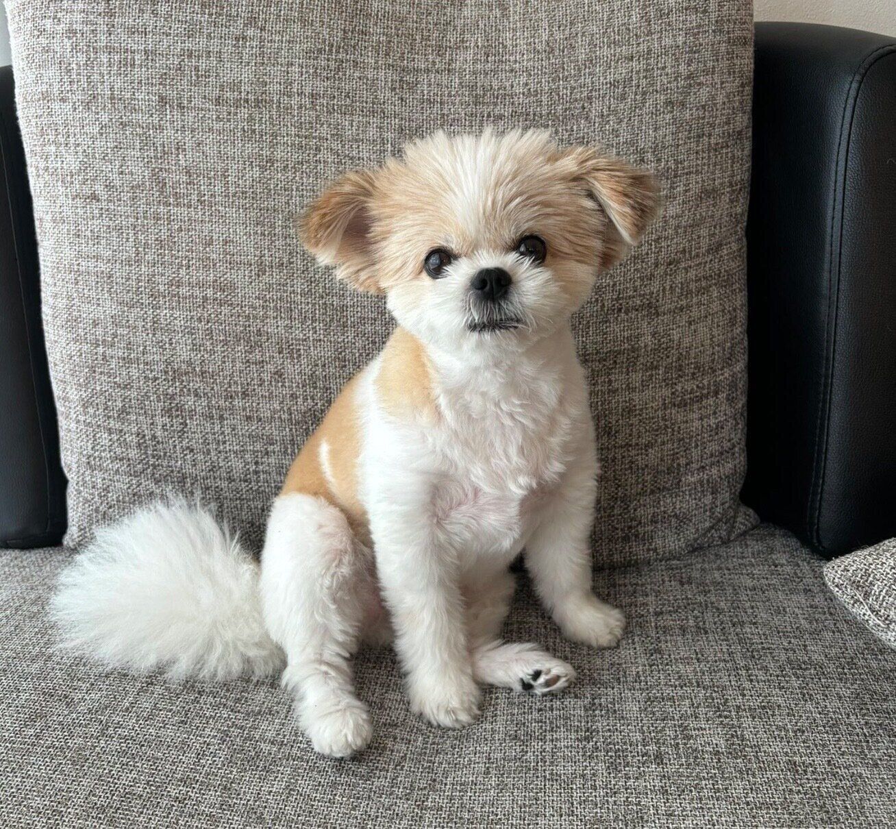 見つめるぽん酢ちゃん