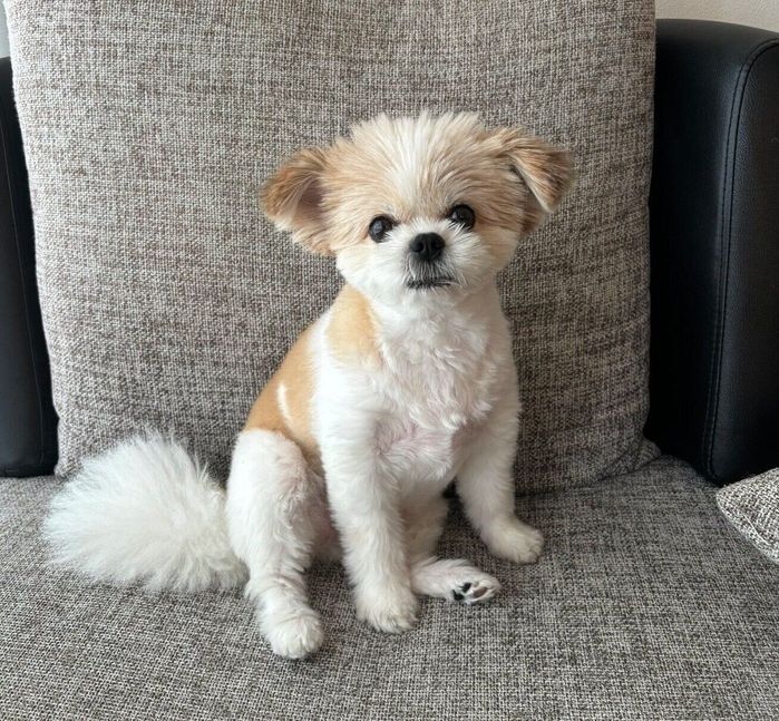 見つめるぽん酢ちゃん