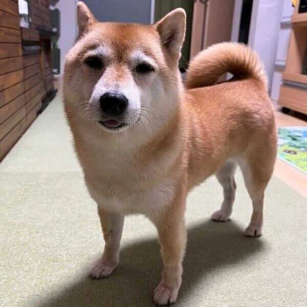 おやつがもらえずふて寝していたこじろうくん