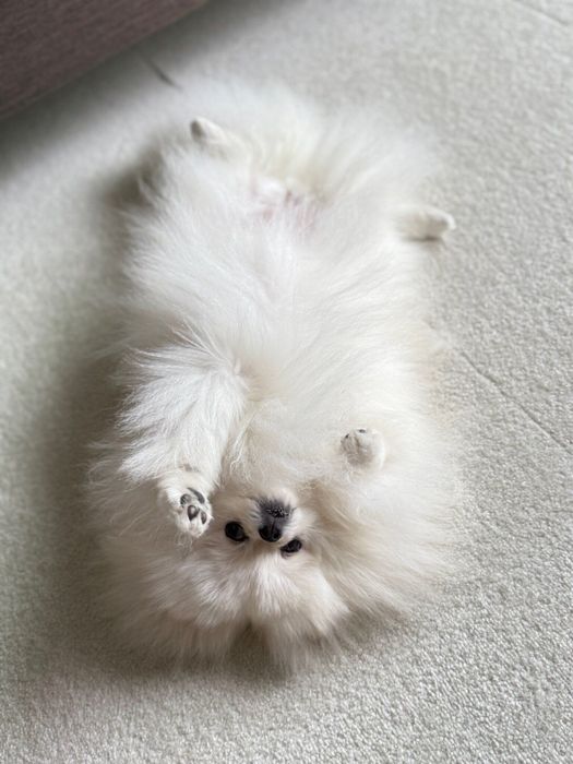 “ヘソ天”で甘えるゆきみちゃん