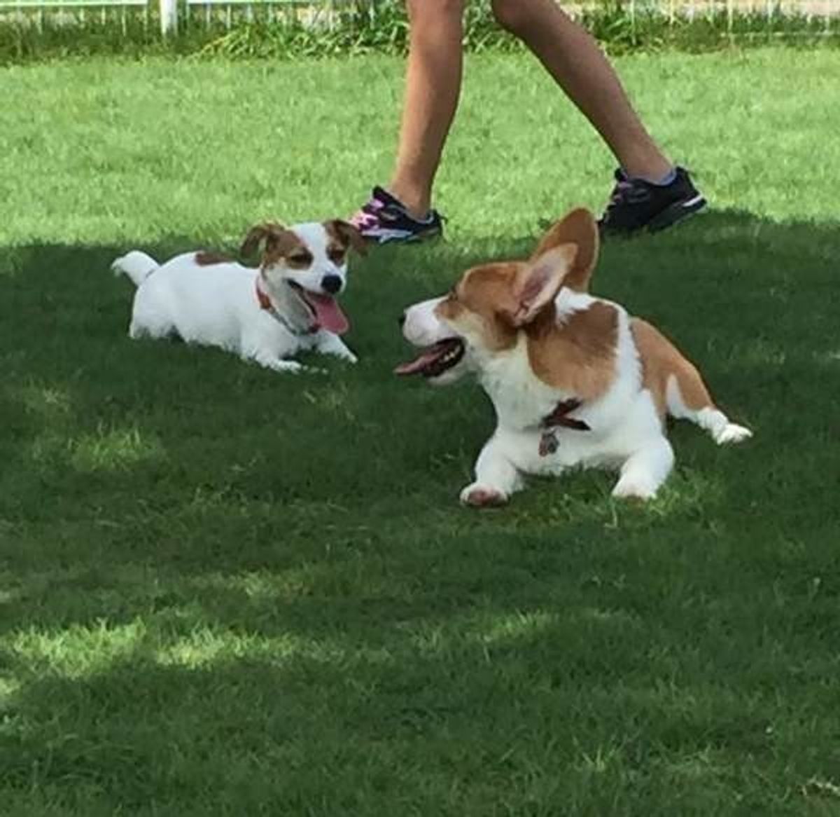 やんちゃで甘えん坊の困ったちゃん 男子犬のための育て方講座 いぬのきもちweb Magazine やんちゃで甘えん坊の困ったちゃん 男子犬のための育て方講座 いぬのきもちweb Magazine