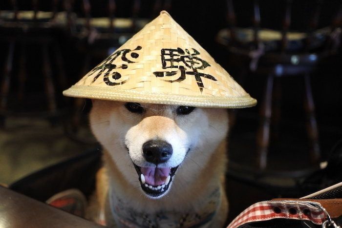 ◎まろた◎　柴犬　ハンドメイド　犬 ◎まろた◎様専用 柴犬 ハンドメイド 犬 （柴犬マロたん