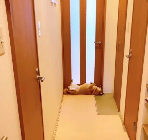 ドアの前でヘソ天する小春ちゃん