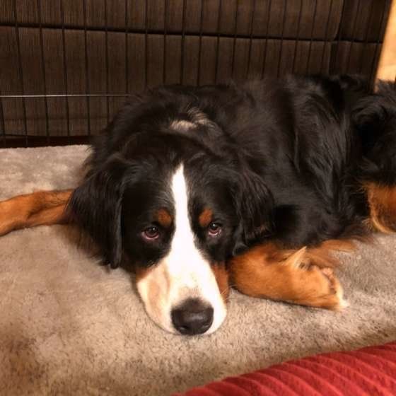 バーニーズ・マウンテン・ドッグ