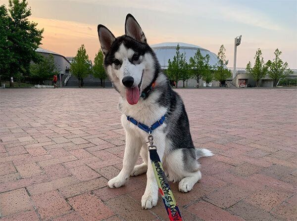 お散歩を楽しむシルバくん