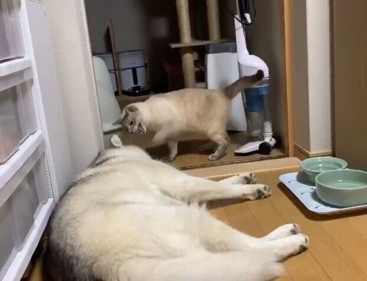 眠っていただけなのに猫パンチされた犬 が話題 本当は仲良しの関係性を聞いた いぬのきもちweb Magazine 眠っていただけなのに猫パンチされた犬 が話題 本当は仲良しの関係性を聞いた いぬのきもちweb Magazine