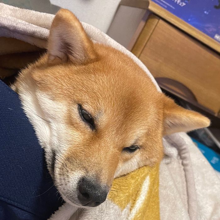 飼い主さんの膝の上が大好きなつくしちゃん