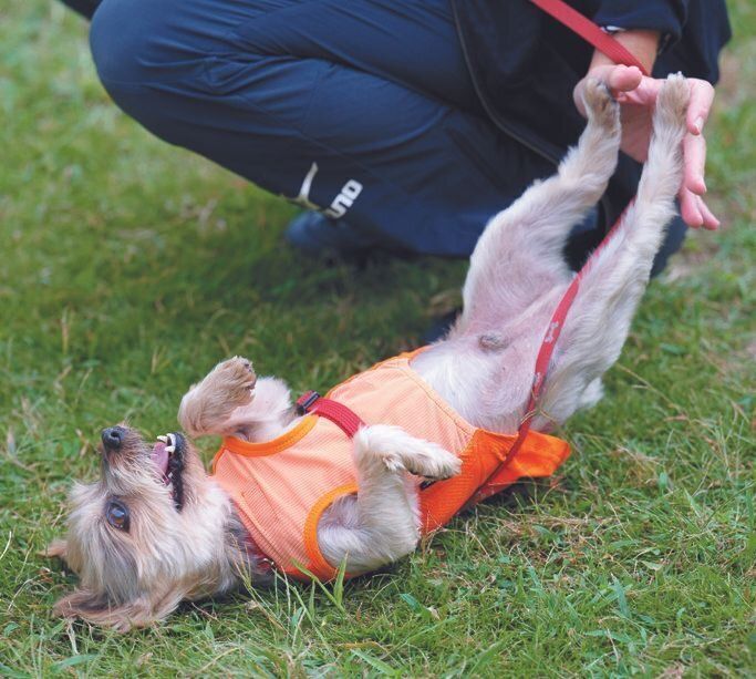 近所にある芝生の公園では、体を芝生にこすりつけるのがモコ吉くんのルーティンワーク