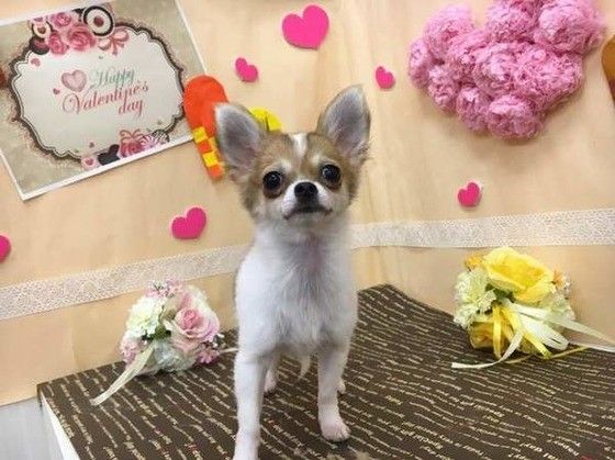 はじめてのトリミング