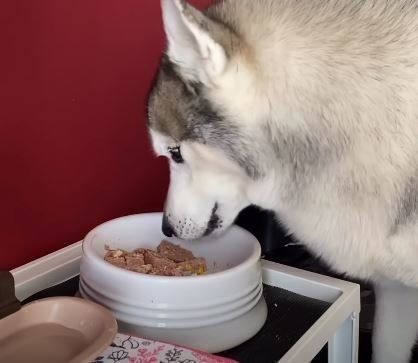 犬　シベリアンハスキー