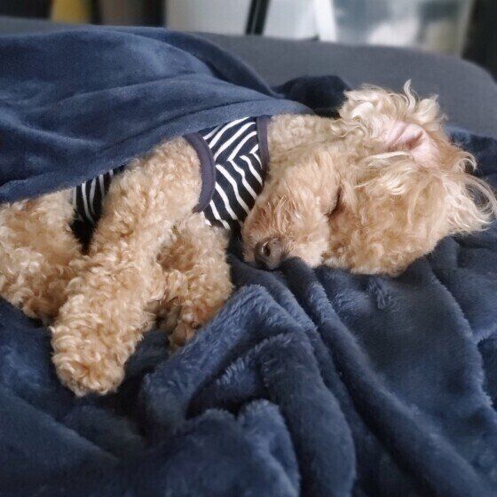 トイ・プードルの凛くん