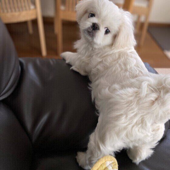 ペキニーズの特徴 性格 最新価格と飼い方 いぬのきもち 犬図鑑 いぬのきもちweb Magazine