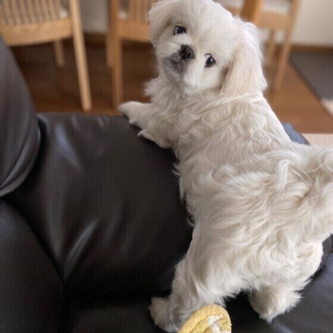 ペキニーズの特徴 性格 最新価格と飼い方 いぬのきもち 犬図鑑 いぬのきもちweb Magazine ペキニーズの特徴 性格 最新価格と飼い方 いぬのきもち 犬図鑑 いぬのきもちweb Magazine