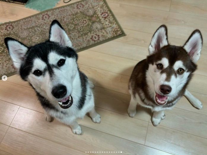 見つめるりらちゃん、先住犬・すずらんちゃん