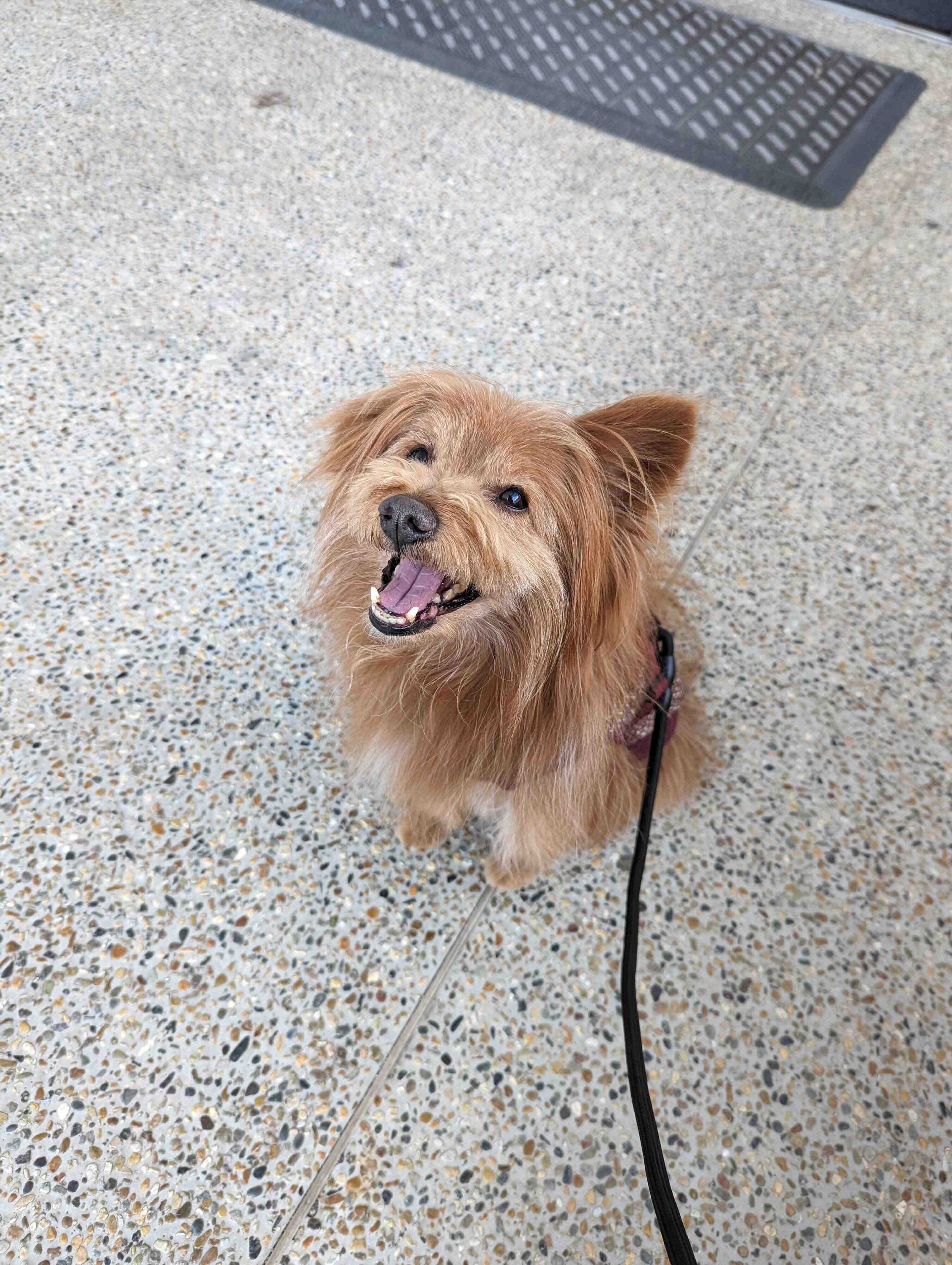 がおーって顔の犬