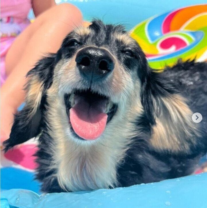 ミニチュア・ダックスフンドのココちゃん