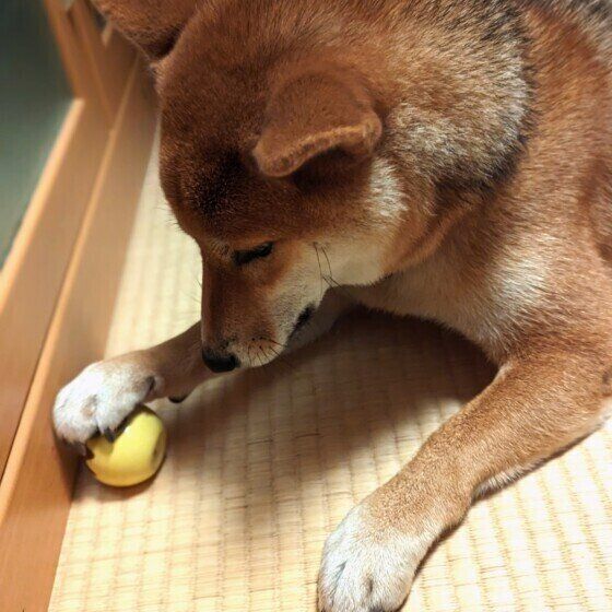 柴のむぎこちゃん