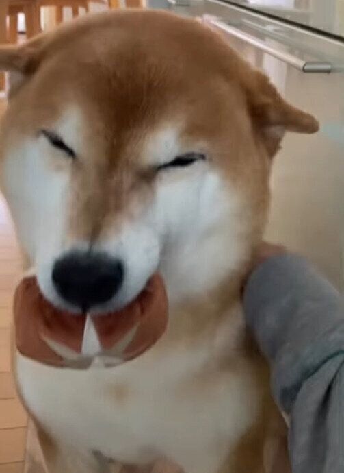 飼い主さんになでなでされるすずちゃん