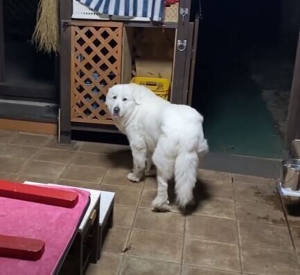 振り返るグレート・ピレニーズ