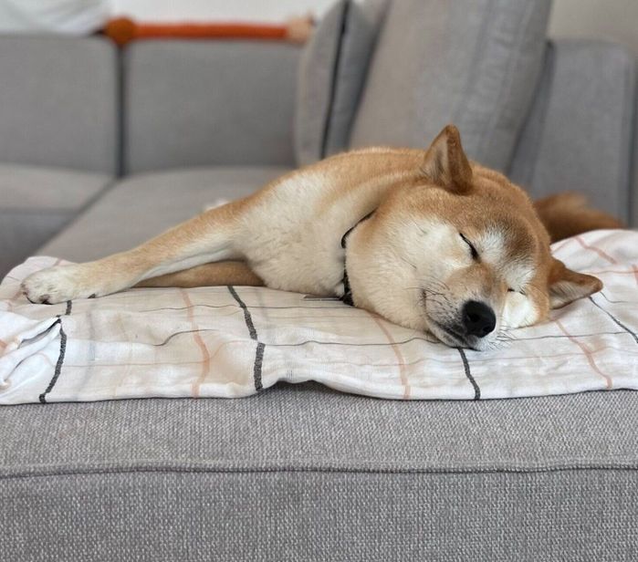 眠る会長さん