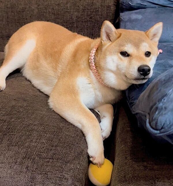 まったりするユクちゃん