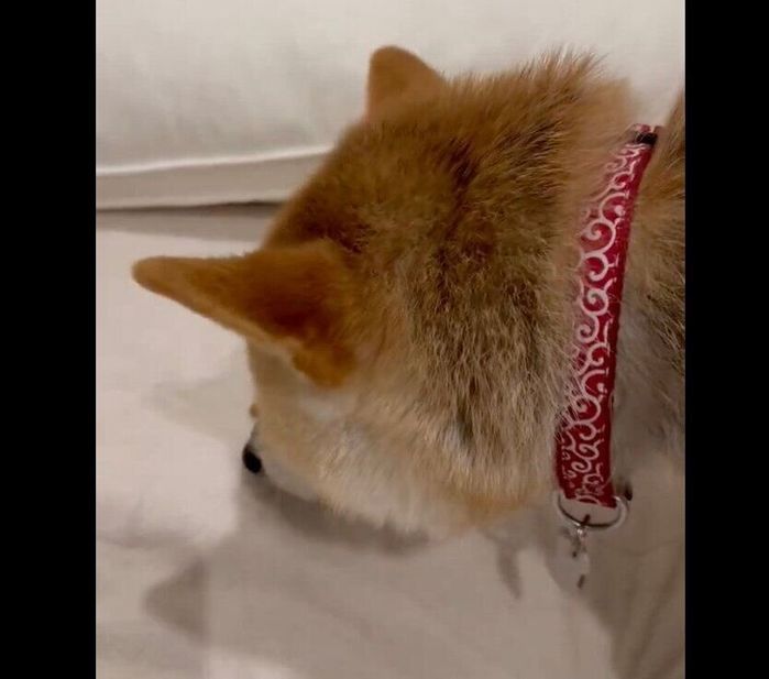 飼い主さんの枕元のニオイを嗅ぐハルちゃん