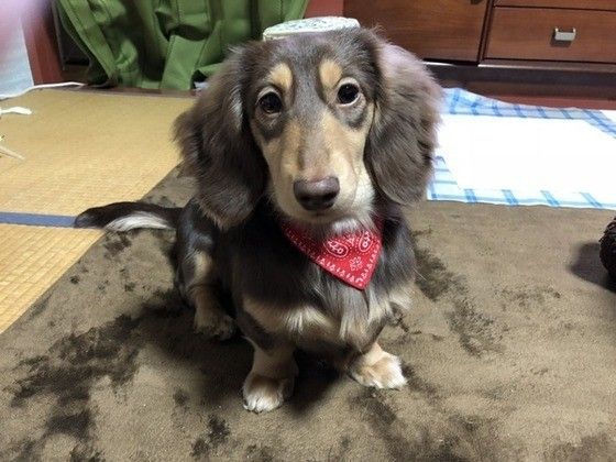 見つめるダックスフンド