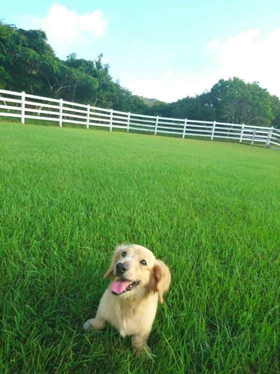 芝生のドッグランで遊ぶ　そらちゃん