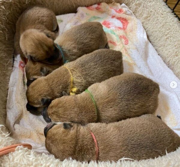 寄り添い合う子犬たち