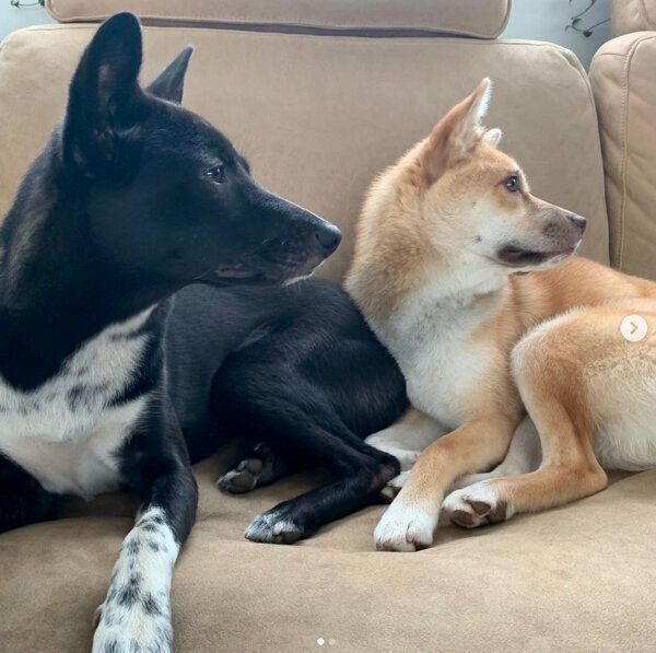 シンクロするターシャちゃんとハチちゃん