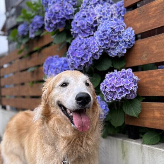 犬がカエルを食べると中毒を起こす？ 犬のカエル中毒の症状を獣医師に聞いた いぬのきもち